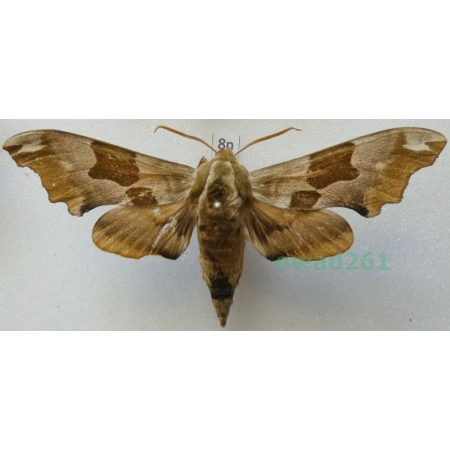 Mimas tiliae (Linnaeus, 1758) Nastrosz lipowiec Poland8n
